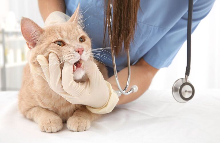 猫の診察 | 神奈川県大和市の動物病院なら南大和どうぶつ病院