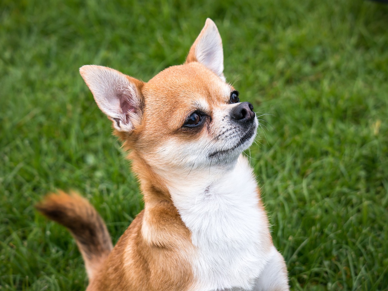犬の血尿が心配な飼い主様へ